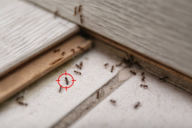 Bird Control in Cottage Grove, OR