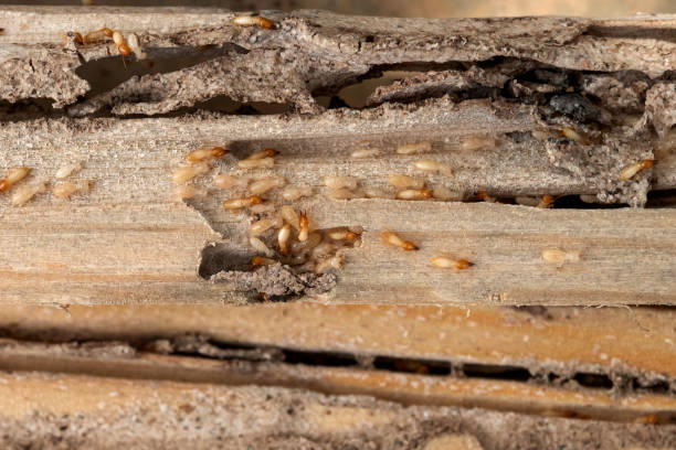 Best Local Pest Control Services  in Cottage Grove, OR