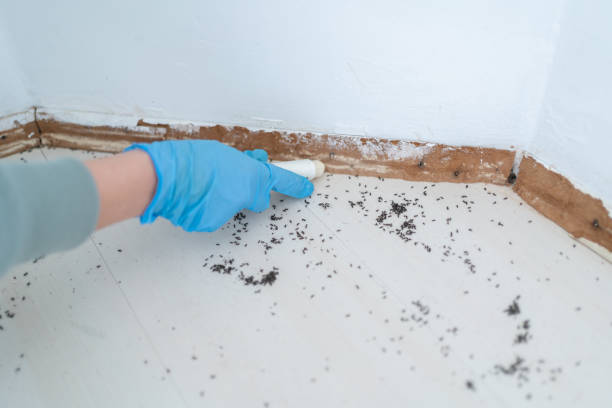 Best Flea Control Services  in Cottage Grove, OR